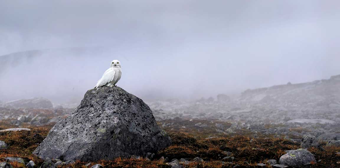 Snowy owl. Photo by Jorma Luhta