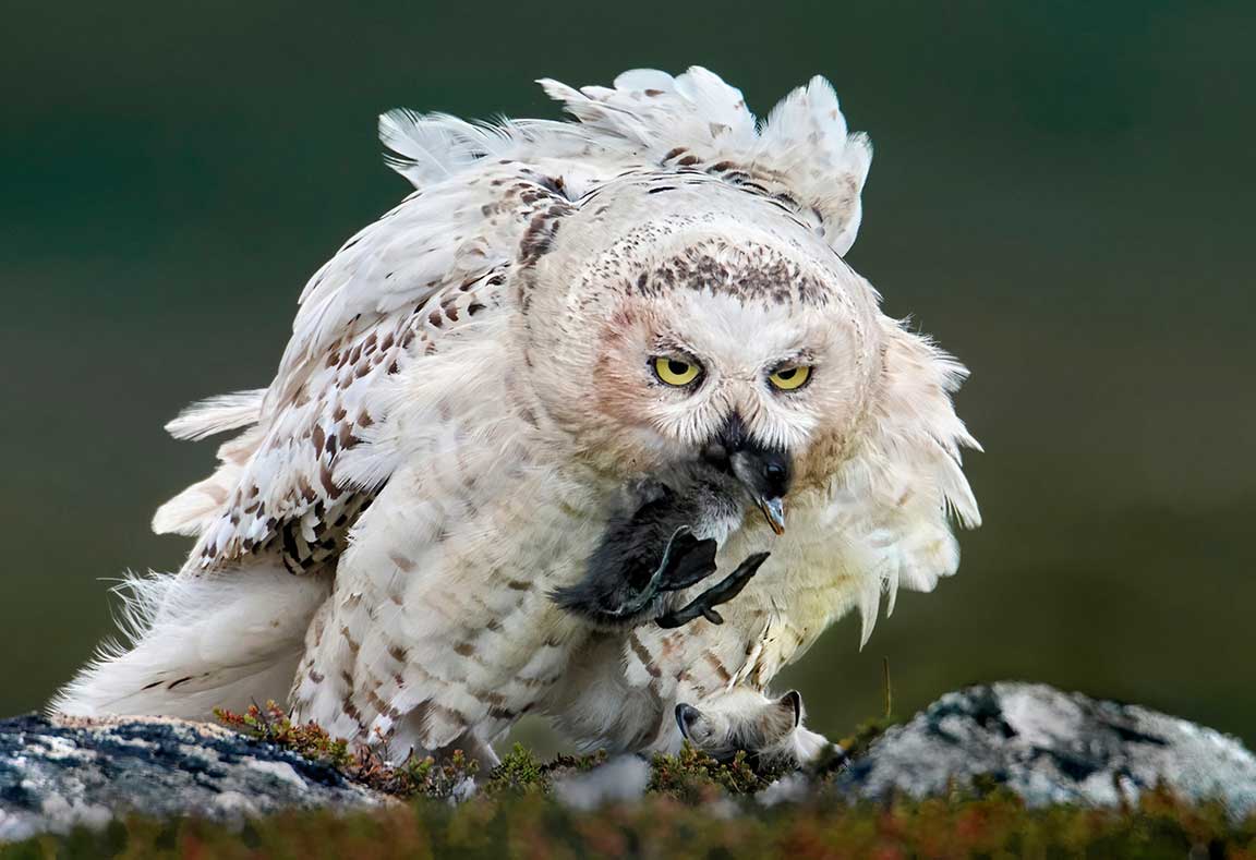 Snowy owl. Photo by Markus Varesvuo