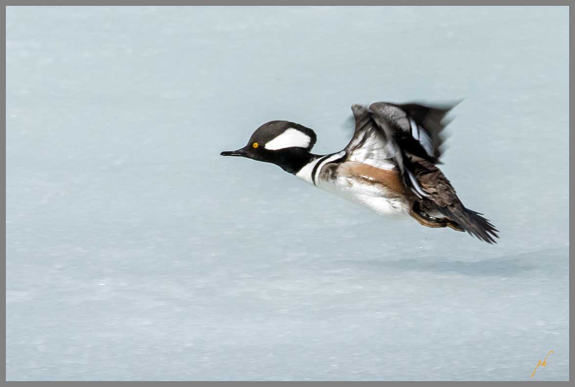 Harle couronné - Hooded merganser