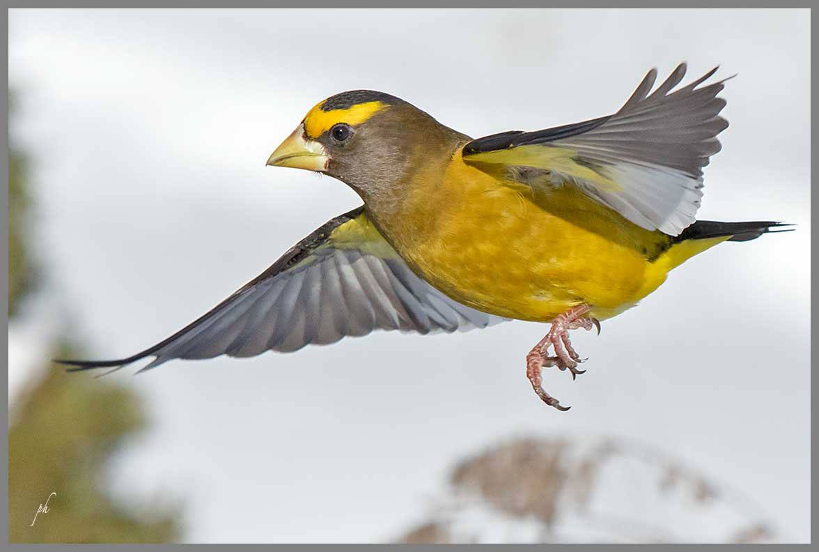 Gros bec errant - Evening grosbeak