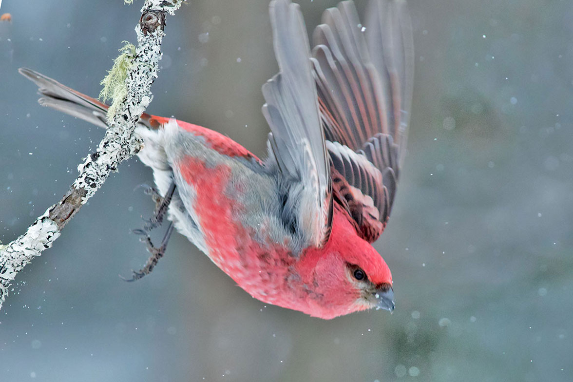 Durbec des sapins - Pine grosbeak