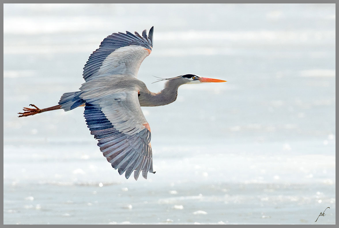 Grand héron - Great-blue heron