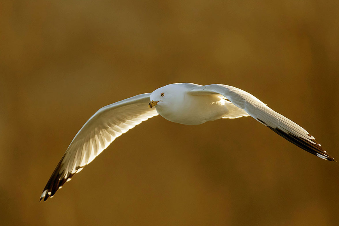 Goéland à bec cerclé - Ringed-billed gull