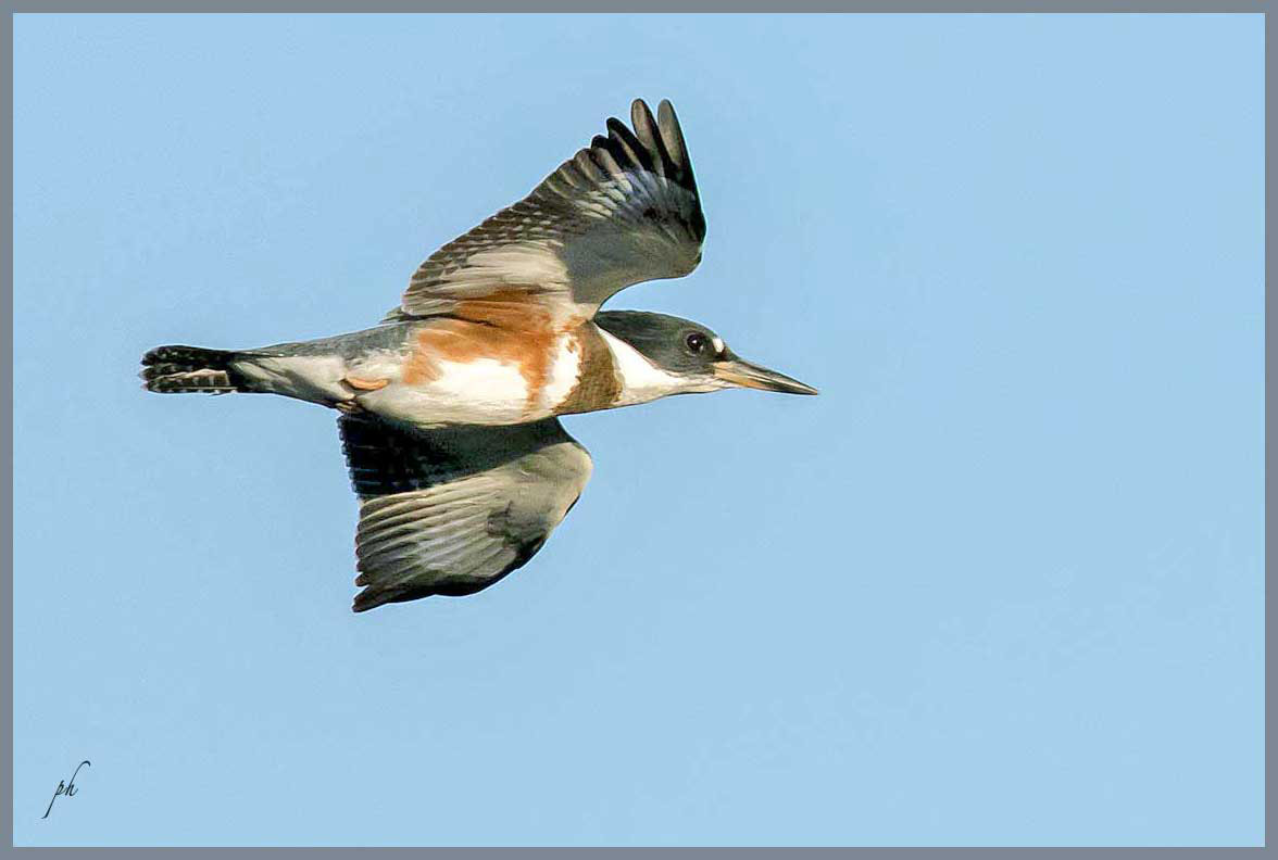 Martin pêcheur d'Amérique - Belted kingfisher