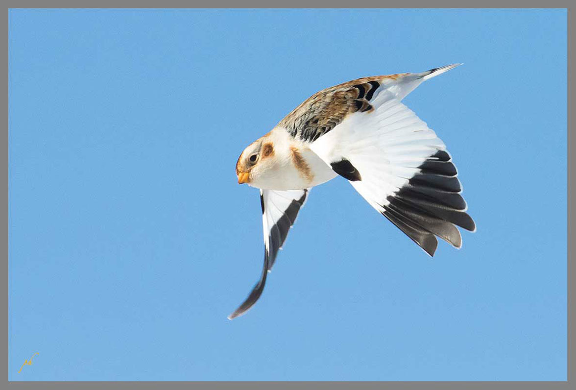 Plectrophane des neiges - Snow bunting