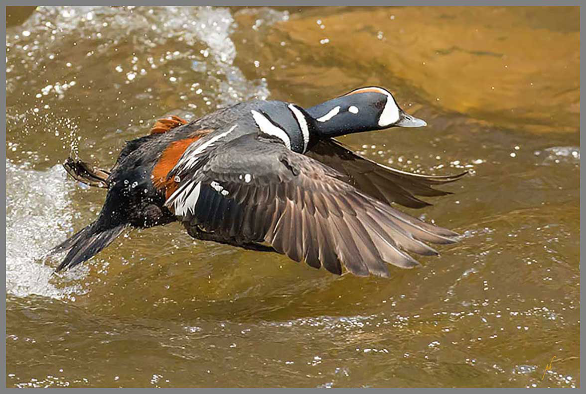 Garrot arlequin - Harlequin duck