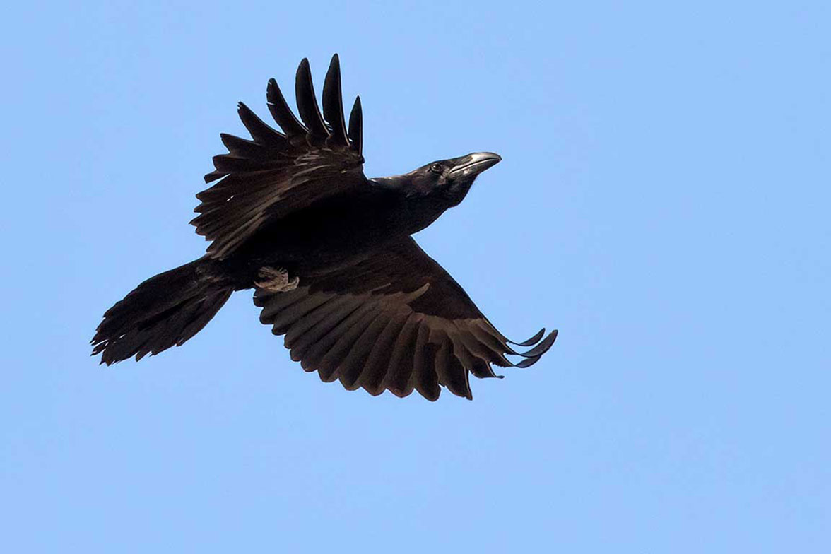 Grand corbeau - Common raven
