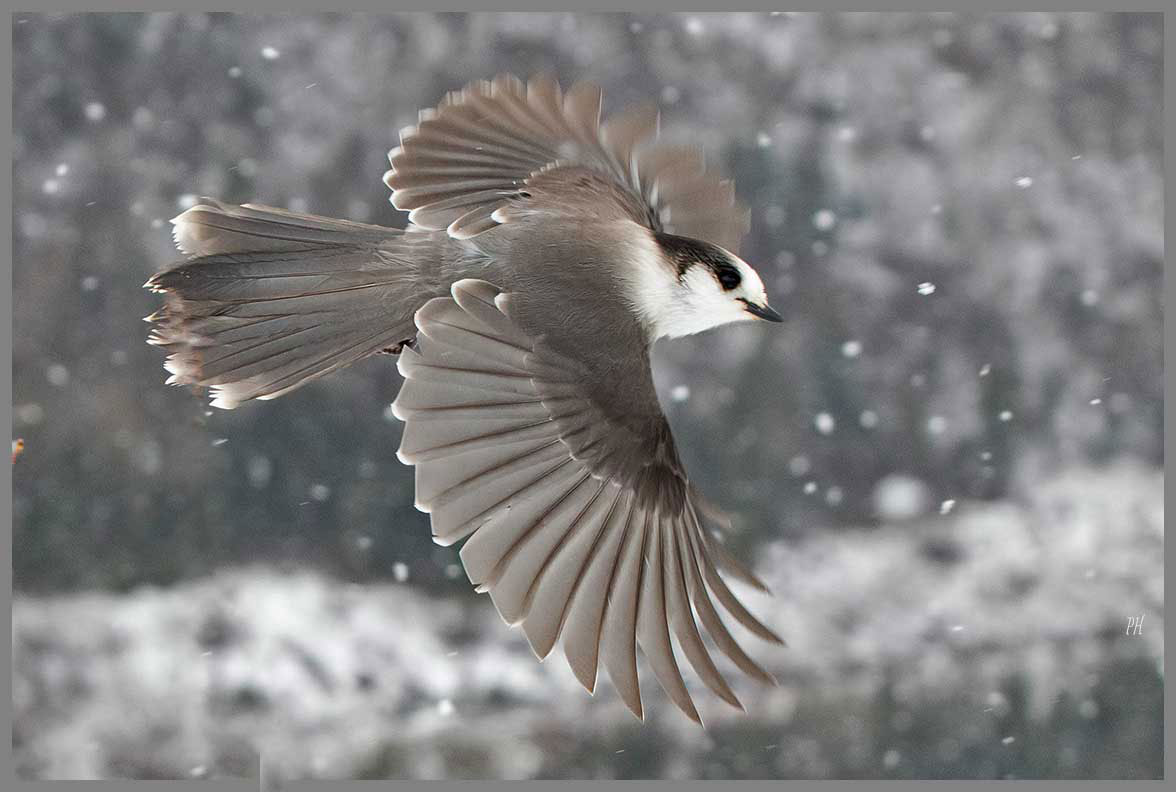 Mésangeai du Canada - Canada jay