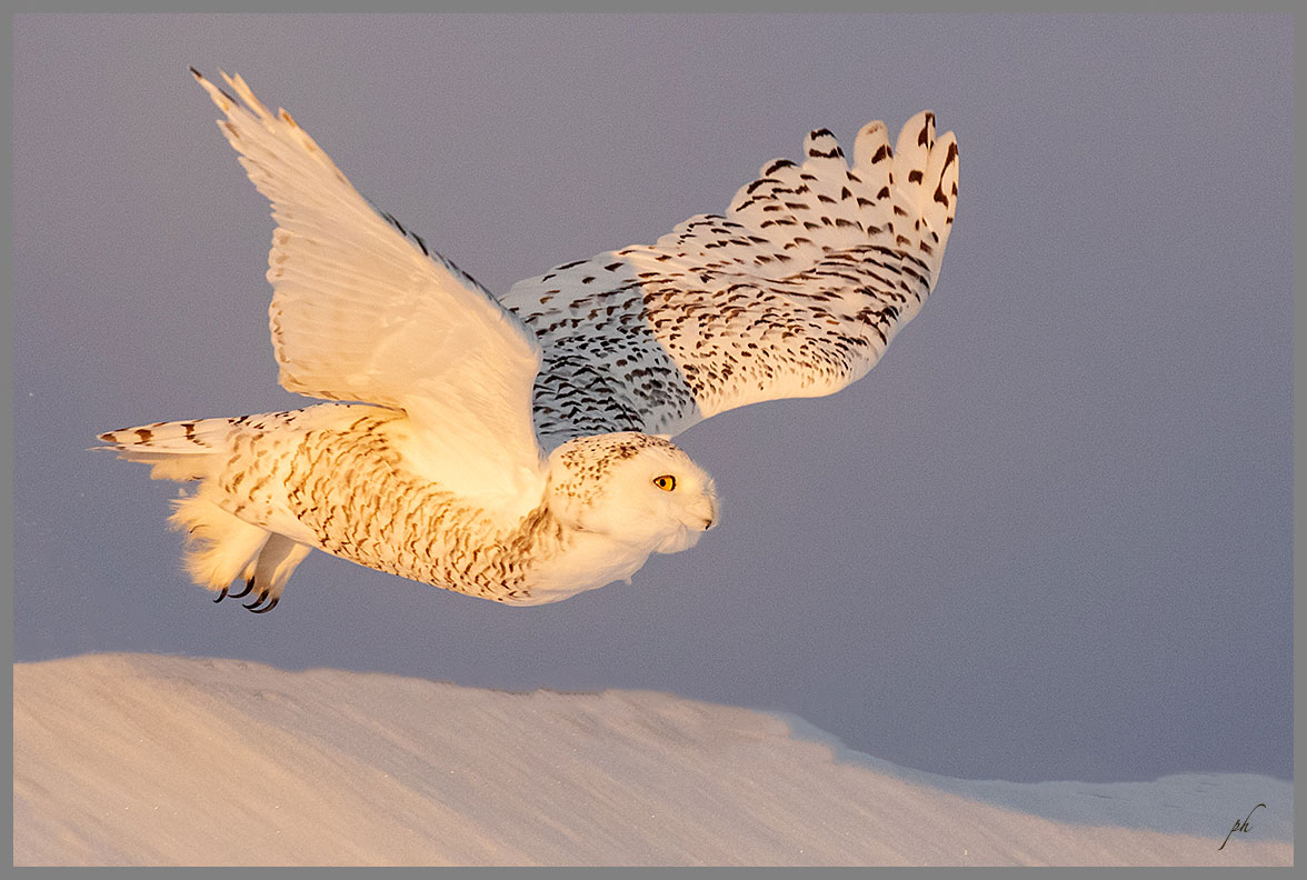 Harfang des neiges - Snowy owl