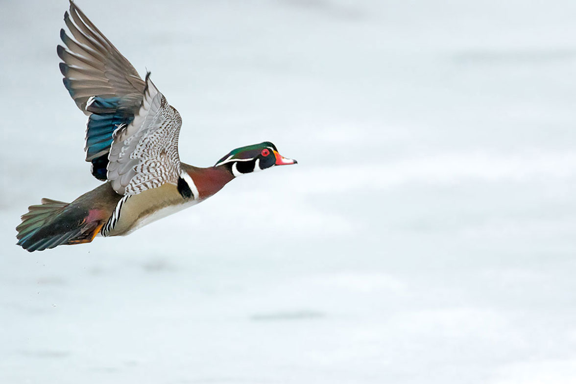 Canard branchu - Wood duck