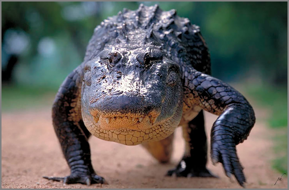 Alligator. Texas