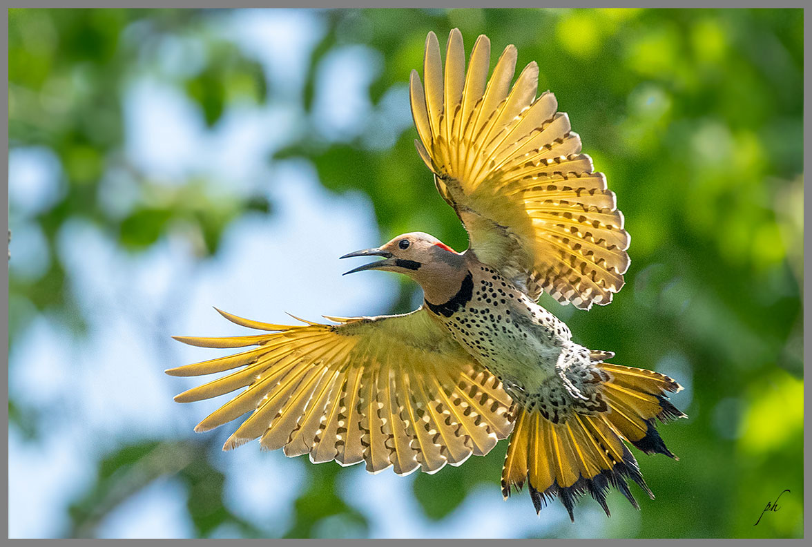 Pic flamboyant - Northern flicker