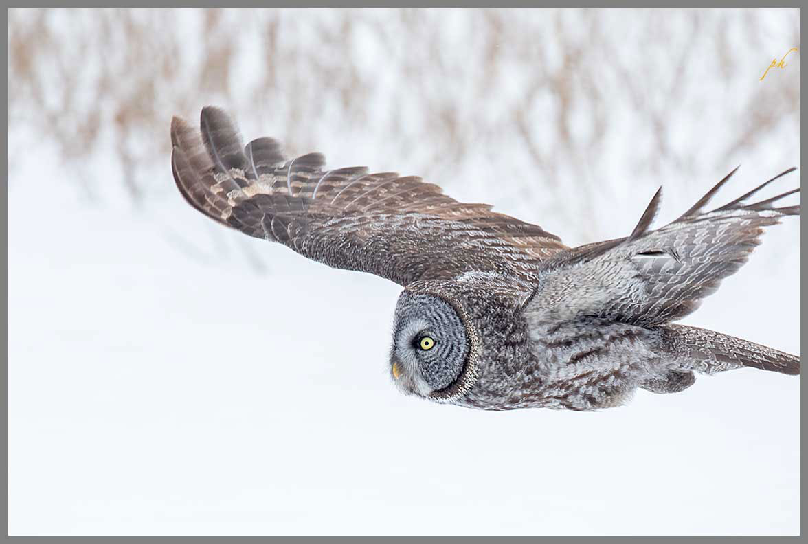Chouette lapone - Great-gray owl