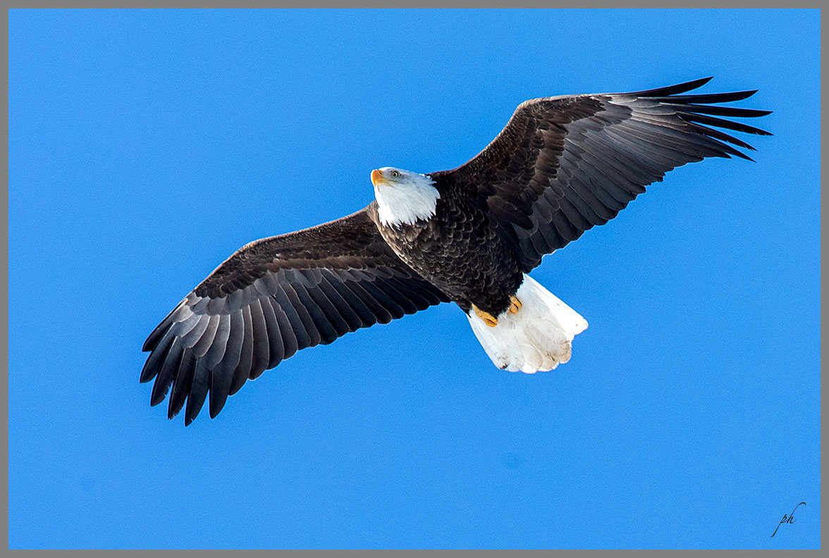 Pygargue à tête blanche - Bald eagle
