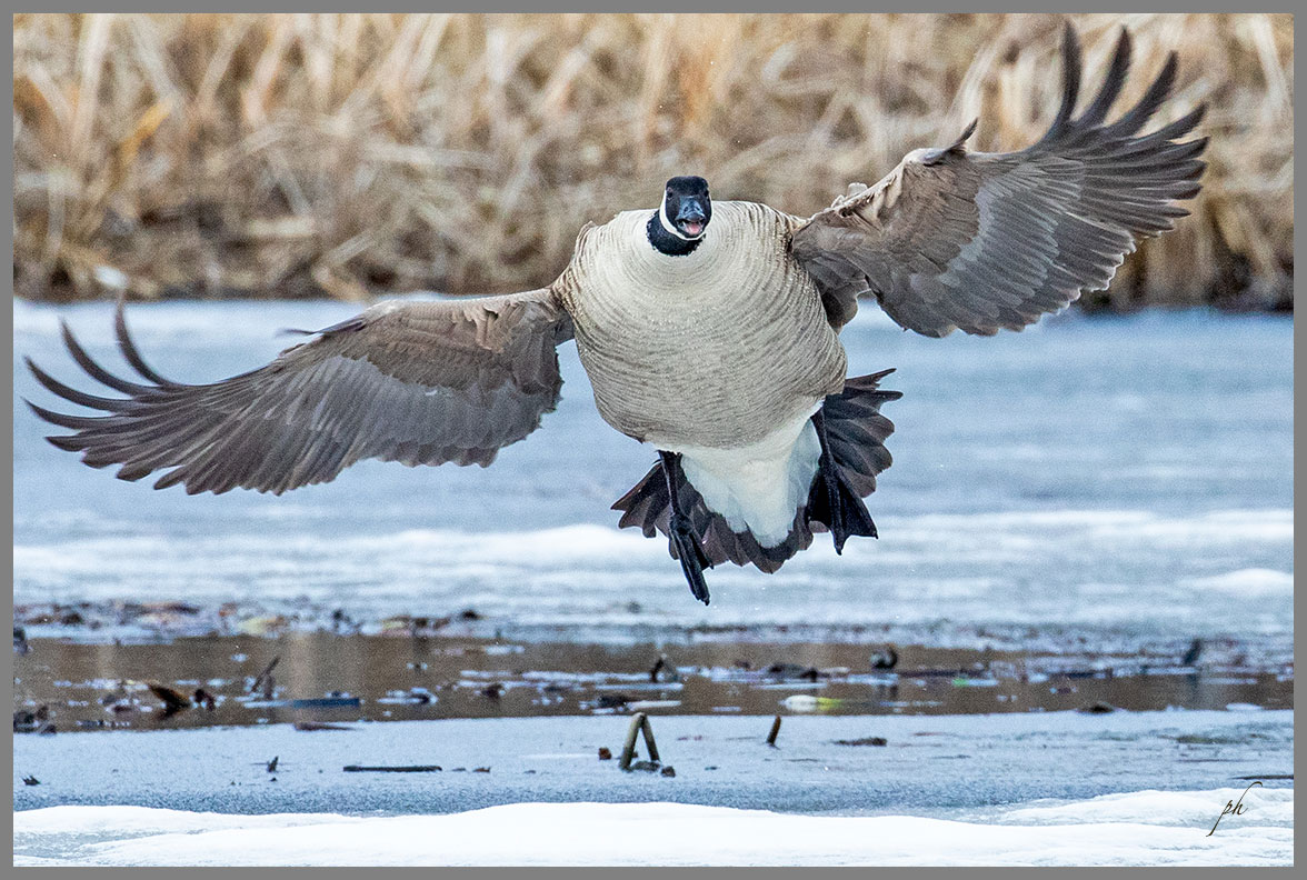Bernache du Canada - Canada goose